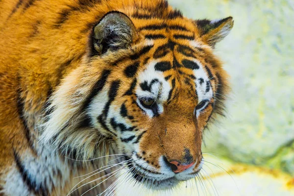 Sibirischer Tiger Panthera Tigris Altaica Auch Als Amur Tiger Bekannt — Stockfoto