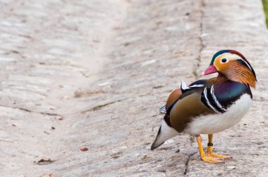 Taş yüzeyde Mandarin ördeği Aix galericulata