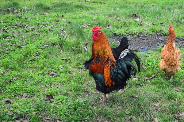 Galo Galinhas Grama Verde Uma Fazenda — Fotografia de Stock