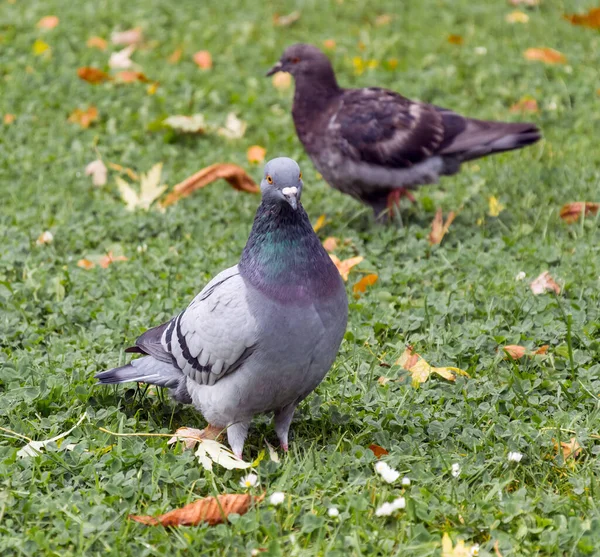 Bel Oiseau Pigeon Debout Sur Herbe — Photo