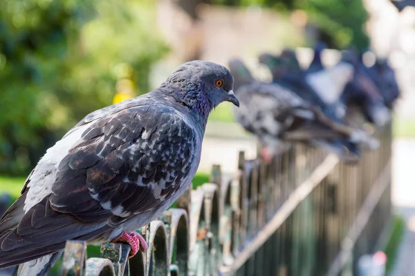 Duif Een Metalen Hek Starend Naar Camera — Stockfoto