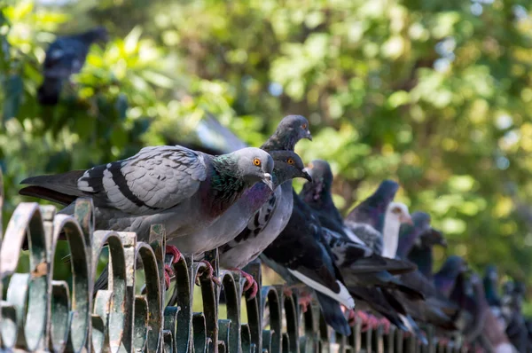 Pigeon Perched Atop Metal Fence Staring Camera — Stock Photo, Image