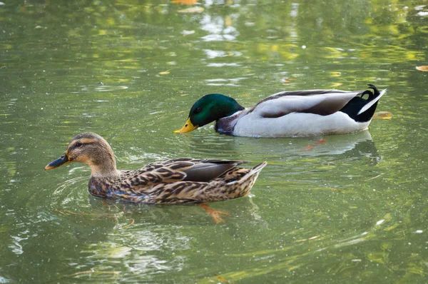 Deux Canards Drake Nagent Dans Lac — Photo