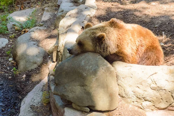 Orso Che Dorme Inb Giorno Caldo Sulle Pietre — Foto Stock