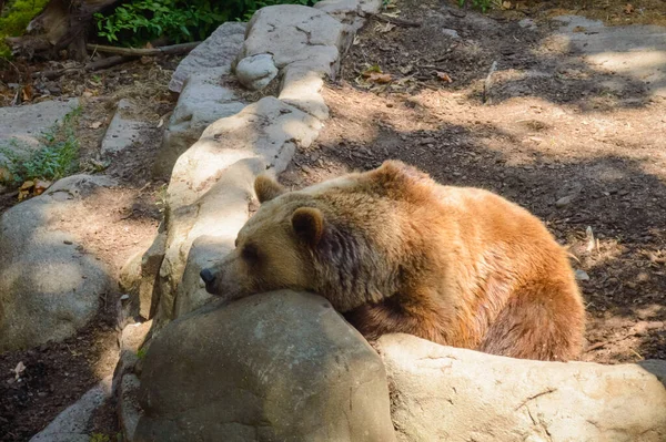 Orso Che Dorme Inb Giorno Caldo Sulle Pietre — Foto Stock