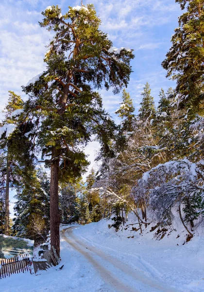 Заснеженные Деревья Зимнем Лесу Дорогой — стоковое фото