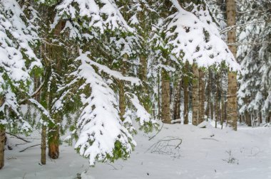 Kış ormanındaki çam dallarında kar var.