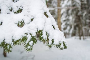 Kış ormanındaki çam dallarında kar var.