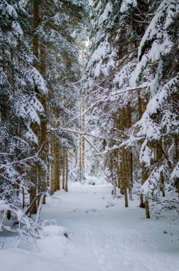 Karlı ormandaki soğuk kış manzarası. Doğanın sakinliği
