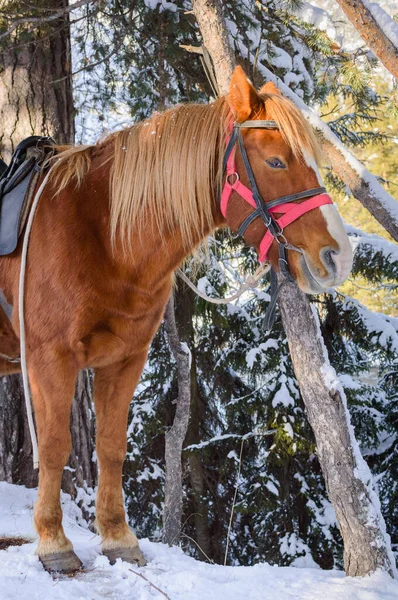 Retrato Belo Cavalo Vermelho Floresta Inverno — Fotografia de Stock