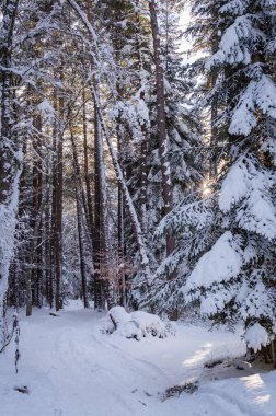 Karlı ormandaki soğuk kış manzarası. Doğanın sakinliği