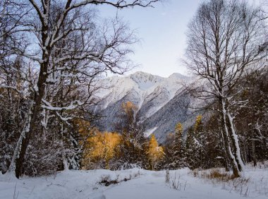 Rusya 'da yumuşak ormanları olan karlı kış dağları