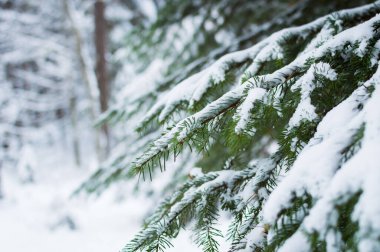 Kış ormanındaki çam dallarında kar var.