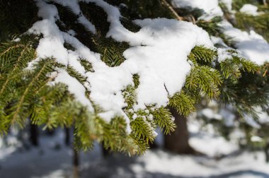 Arkasında karlı bir orman olan ladin dalı..