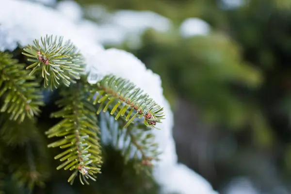 Neve Nos Ramos Abeto Floresta Inverno — Fotografia de Stock
