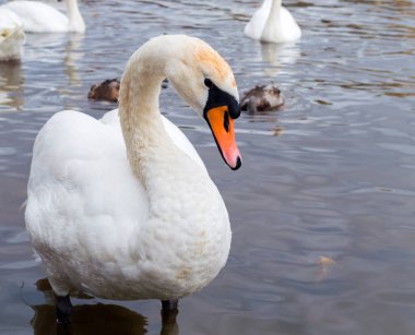 Prag 'da Vltava nehrinde kuğular, Çek Cumhuriyeti' nin başkenti, Charles Köprüsü yakınlarında.