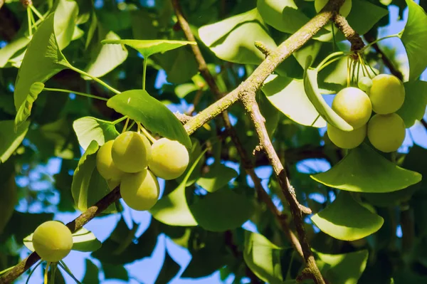 Спелые Плоды Листья Свисают Дерева Гинкго Билоба Глубока Над Влтаву — стоковое фото