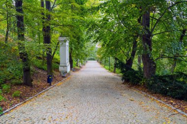 Ormanda Yeşil Ağaçlı Yürüyüş Yolu. Park 'taki güzel Alley. Karanlık Orman 'ın Yolu