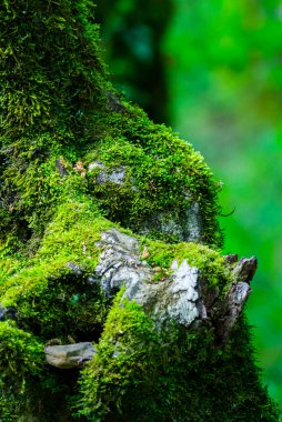 Gerçeküstü bir peri masalı güzel sanatlar, ürkütücü fantezi, dışarıdaki yaşlı ağacın yosun, yapraklar, gizemli sihirler ve peri masalı ormanlarıyla kaplı görüntüsü. Doğada fantastik gerçekçilik.