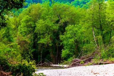 Dağ nehri yeşil ormandan akıyor..