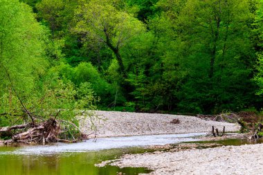 Dağ nehri yeşil ormandan akıyor..