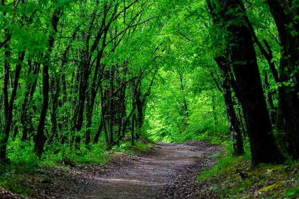 森の緑の木々と歩道レーンパス 美しい路地 公園内の道路 夏の森への道 — ストック写真