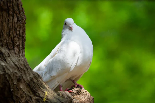 보케와 자유의 그리고 평화의 바라본 비둘기 — 스톡 사진
