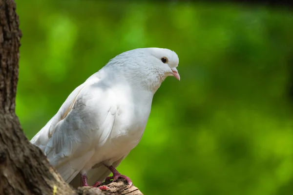 Weiße Taube Auf Grünem Bokeh Und Freiheitskonzept Und Internationaler Tag — Stockfoto