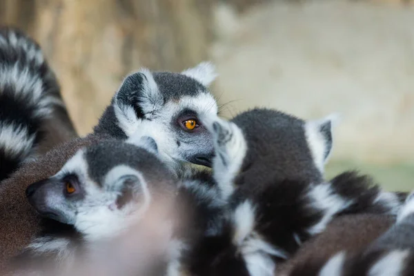 Ring Tail Lemurs Closeup Retrato Grande Primata Cinza Com Olhos — Fotografia de Stock