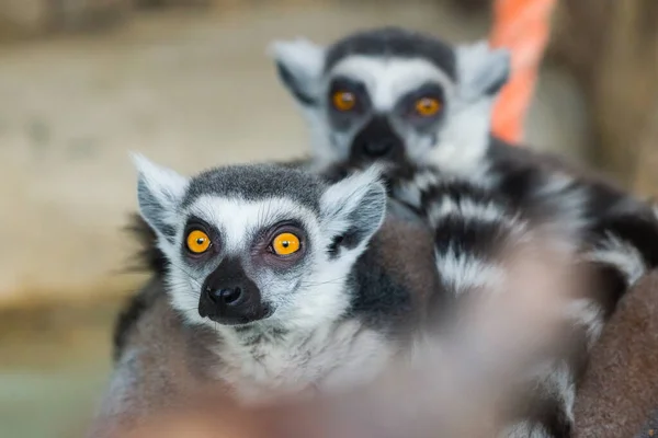 Ring Tail Lemurs Closeup Retrato Grande Primata Cinza Com Olhos — Fotografia de Stock