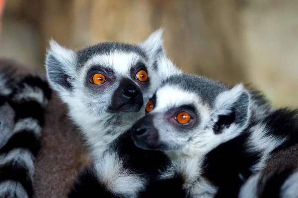 Ring Tail Lemurs Closeup Retrato Grande Primata Cinza Com Olhos — Fotografia de Stock