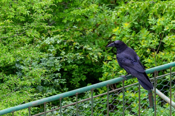 Pájaro Cuervo Negro Sobre Fondo Verde Plumas Negras Cuervo Negro —  Fotos de Stock