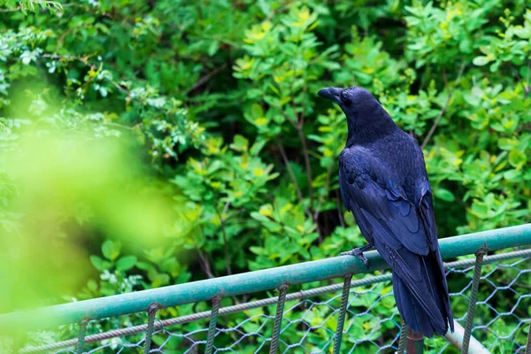 Schwarzer Krähenvogel Auf Grünem Hintergrund Schwarze Federn Schwarzer Rabe Wilder — Stockfoto