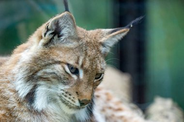 Avrasya vaşağının portresi. Vahşi memelilerin portresi.