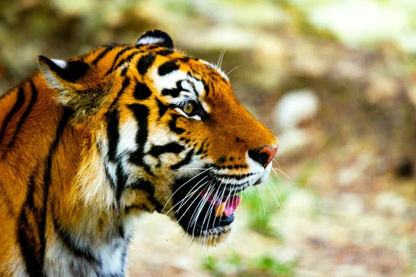Närbild Sibirisk Tiger Eller Panthera Tigris Altaica — Stockfoto