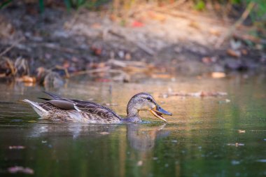 Erkek yaban ördeği ya da suda yüzen Anas ornitorenkleri. Mallard vahşi ördeği, Anas platyrhynchos gölde yüzüyor