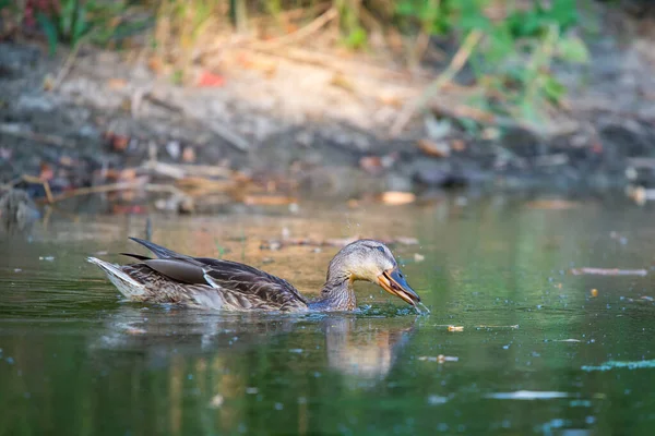 Pato Selvagem Macho Anas Platyrhynchos Nadando Água Pato Selvagem Mallard — Fotografia de Stock