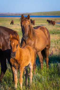 Vahşi hayatta vahşi atlar, kısraklar ve taylar.