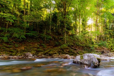 Ormandaki dağ nehri. Taşların üzerinde su.