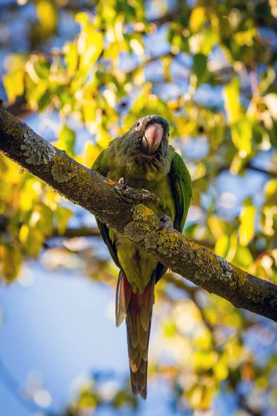 Vahşi Muhabbet Kuşları Aratinga Acuticaudata Parktaki Ağaç Dalları Hakkında Şehirde — Stok fotoğraf