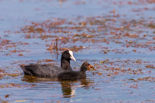 Pintos Galinha Eurasiática Fulica Atra Uma Espécie Ave Actinopterígea Família — Fotografia de Stock