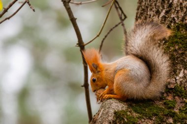 Sonbahar Park Ormanı 'ndaki sincap. Sonbahar orman parkı sahnesinde fındıklı sincap. Sonbahar sincap portresi. Sonbahar parkı görünümünde sincap
