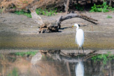 Üzücü Doğu Büyük Akbalıkçıl ya da Ardea alba avı doğada ya da gölde.