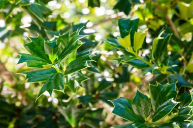Ilex cornuta ya da bahçedeki boynuzlu kutsal bitki.