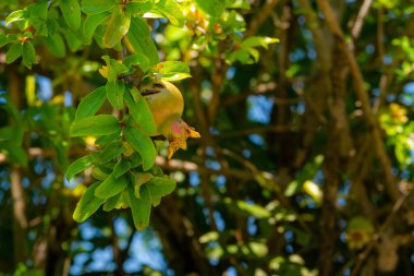 Ağacın sulu yeşil yapraklarının arka planında bir dalın üzerinde taze yeşil bir nar meyvesi..