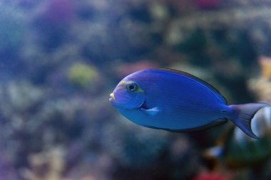 Sarı yüzgeçli cerrah balığı ya da Hint okyanusunun tropik sularında su altında Acanthurus xanthopterus..