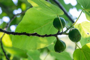 Ağaçta yeşil olgunlaşmamış incir yapraklarla çevrili..