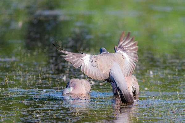 Pigeon Des Bois Sauvages Columba Palumbus Dans Eau Étang — Photo