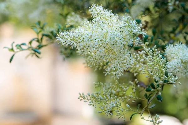 Flores Arbusto Conhecido Como Sweet Bursaria Bursaria Spinosa — Fotografia de Stock