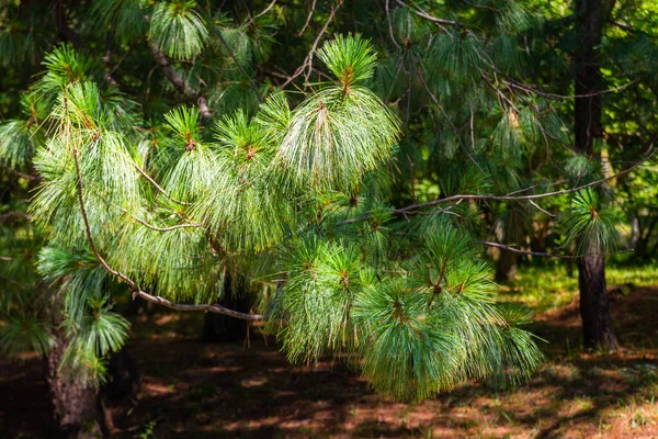 นสนหร Pinus Devoniana และเข มสนบนก — ภาพถ่ายสต็อก